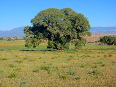 A big beautiful really old Cottonwood tree.